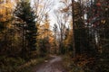 Path in autumn forest with colourful trees and fallen leaves on the ground.