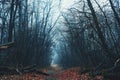 Path in autumn forest on foggy gloomy day, dark horror atmosphere Royalty Free Stock Photo