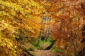 Path in Autumn forest, Loch Insh, Kincraig, Scotland, UK