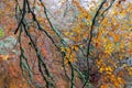 Autumn background, forest near Loch Insh, Kincraig, Scotland, UK