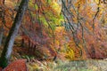 Path in Autumn forest, Loch Insh, Kincraig, Scotland, UK