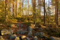 Path in autumn forest with rocks and trees. Royalty Free Stock Photo