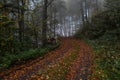 Path through the autumn forest Royalty Free Stock Photo