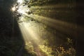 path through autumn forest on a sunny morning sun rays fall through into the autumn forest surrounded by morning mist light of the Royalty Free Stock Photo