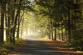 path through autumn forest at sunrise country road an on a misty sunny morning rising sun illuminates the oak leaves branches of Royalty Free Stock Photo