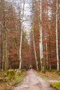 Path in autumn forest. Trail in woods in perspective. Autumn countryside. Footpath in woodland. Tranquil nature scenery. Royalty Free Stock Photo