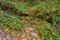 Path in the autumn forest with wildlife. Background with copy space for text