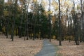 Deserted path in the autumn park. Autumn landscape. Seasons. Royalty Free Stock Photo
