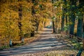 Path in the autumn park.