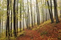 Trail through an autumn beech forest in foggy weather Royalty Free Stock Photo