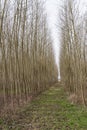 Path through avenue in monoculture