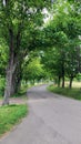 a path of avenues of trees