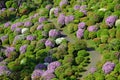 Path in the azalea garden in Shiofune Kannon Temple