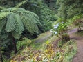 Path in Azorean forest with blue hydrangea flowers and rich green rainforest vegetation with tree fern Dicksonia