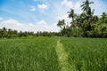 Balinese rice paddy, beautiful landscape in Bali, Indonesia