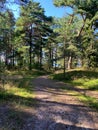 Path through the Baltic pine forest