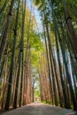 Path through a bamboo alley at the bamboo forest Royalty Free Stock Photo