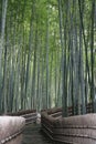 Path through a Bamboo Forest Royalty Free Stock Photo