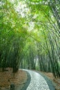 Path in bamboo forest Royalty Free Stock Photo