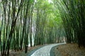 Path in bamboo forest Royalty Free Stock Photo