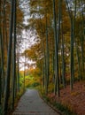 Path in bamboo forest in autumn Royalty Free Stock Photo