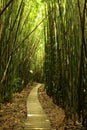 .On the path through the bamboo forest in Haleakal State Park. Royalty Free Stock Photo