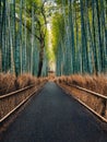 Path In The Bamboo Forest, Japan Royalty Free Stock Photo