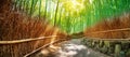 Path in bamboo forest in Kyoto, Japan