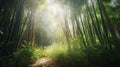 a path through a bamboo forest with the sun shining through the trees