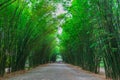 Path through a bamboo forest. Royalty Free Stock Photo