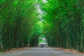 Path through a bamboo forest. Royalty Free Stock Photo
