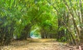 Path bamboo forests so beautiful