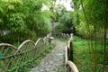 Path through bamboo hurst