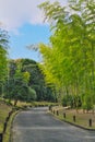 Path through bamboo in Japanese garden of Expo`70 commemorative park.