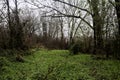 Path in a bare grove in winter with an electricity pylon covered by bare bushes and ivy Royalty Free Stock Photo