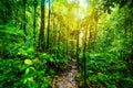 Path in Basse Terre jungle in Guadeloupe
