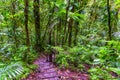 Path in Basse Terre jungle Royalty Free Stock Photo