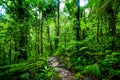 Path in Basse Terre tropical jungle