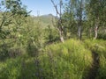 Path in beatiful northern landscape artic landscape, tundra in Swedish Lapland with green hills, meadow, flowers and