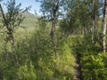 Path in beatiful northern landscape artic landscape, tundra in Swedish Lapland with green hills, meadow, flowers and