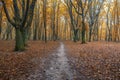 Path in the beautiful autumn park Royalty Free Stock Photo