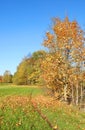 Colorful autumn trees, Lithuania Royalty Free Stock Photo
