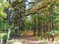 Path and colorful autumn trees, Lithuania Royalty Free Stock Photo