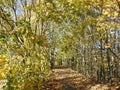 Path and beautiful autumn trees, Lithuania Royalty Free Stock Photo