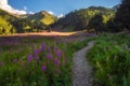 Path between Beautiful flowers Ivan Chai or Kiprey , blooming Sally fireweed in mountains Kazakhstan Almaty in Gorelnik gorge