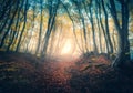 Path in beautiful forest in fog at sunrise in autumn Royalty Free Stock Photo