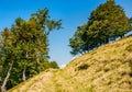 Path through beech forest on a grassy hillside Royalty Free Stock Photo