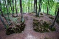 Path in a beech forest. Pedestrian route through the woods Royalty Free Stock Photo