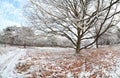 Path by beech tree in winter frost