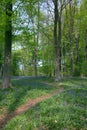Path through Beech trees Royalty Free Stock Photo